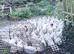 Cherry valley ducks point of lay cancelled order