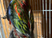 Rosella