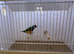 Gouldian Finch Cock Bird For Sale (RH, PB, GB)