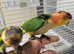 Yellow thighe caiques (babys)