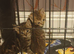 BENGAL CROSS KITTENS