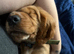 Red Cocker Spaniel Puppy