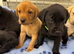 **9 STUNNING KC REGISTERED LABRADOR PUPPIES\!**