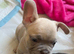 Meet Blue, our handsome French Bulldog boy!