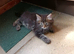 Ragdoll/Persian X Friendly, Fluffy Kittens looking for loving homes.