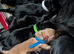 Working Cocker Spaniel Puppies