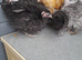 Necked neck bantam chickens