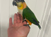 Hand Reared Baby Black Headed Caiques