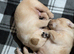 Labrador puppies
