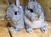 Netherland dwarf buck