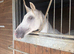 14hh gelding