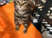 Beautiful kittens