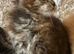 Maine Coon Kittens. Ready Now