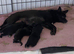 Pomeranian x chihuahua pups