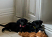 Stunning labs ready now