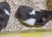 SYRIAN HAMSTERS MALE/FEMALE