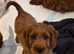 Gorgeous Cavapoo puppies
