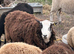 Registered Shetland sheep
