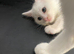 Male white kitten