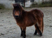 Registered miniature Shetland filly