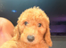 READY NOW……Gorgeous Mini Goldendoodles