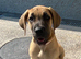 Great Dane Puppy