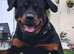 9 month rottweiler intact rottweiler boy