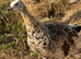 Peafowl for sale