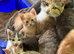 Domestic shorthair kittens for sale