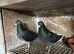 Racing pigeons for sale