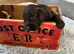 7 beautiful F1 cockapoo puppies