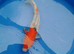 beautiful koi for sale from £5 each