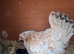 Serama fertile hatching eggs