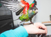 Silly tame pearly conure baby available