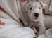 Terrier