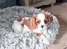 Cavalier king Charles spaniel last boy available