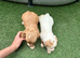 2 cocker spaniel girls