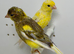 Beautiful pair of raza canaries for sale