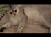 Silver Chinchilla GCCF Female British Shorthair