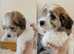 Jackchi/ maltese puppies