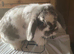 Mini lop female age 4.