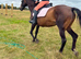 Horse 16.2hh Roxie for sale