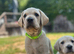 Gorgeous Goldador Puppies only Boy and girl left!!