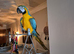 Blue and Gold Macaw