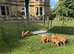 Beautiful Hungarian Vizsla puppies