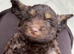 Gorgeous F1 cockapoo puppies