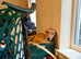 Young male lurcher