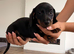 Standard dachshund x miniature