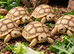 TORTOISES