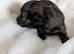 Stunning brindle girl